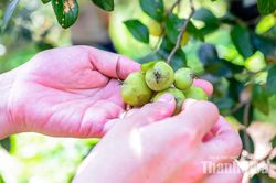 Trồng “cây thoát nghèo” trên đỉnh Pù Ngùa