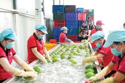 Nông, lâm, thủy sản xuất siêu lớn khẳng định vai trò 'trụ đỡ'