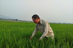 N&ocirc;ng d&acirc;n trước nỗi lo l&uacute;a tạp