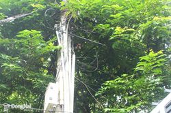 Mong điện lực sớm đến chặt cây