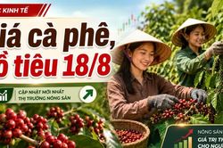 Giá cà phê, hồ tiêu hôm nay 18/8: Cà phê tăng mạnh, giá tiêu đi ngang
