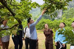 Duy trì mã số vùng trồng