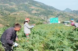 L&agrave;o Cai hỗ trợ đến 10 tỷ đồng/dự &aacute;n chế biến dược liệu