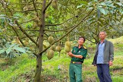 Nông dân Đam Rông phấn khởi với sầu riêng