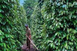 Giá tiêu hôm nay 18/8/2026: Lâm Đồng cao nhất 139.000 đồng/kg, xuất khẩu vượt 1 tỷ USD