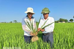 Tập trung chăm sóc, phòng trừ sâu bệnh bảo vệ lúa mùa