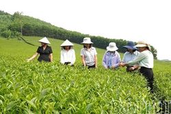 Võ Miếu nâng cao chất lượng vùng nguyên liệu chè