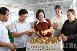 Hỗ trợ 5.000 con vịt giống để chăn nu&ocirc;i theo hướng tuần ho&agrave;n tại x&atilde; Hiền Quan