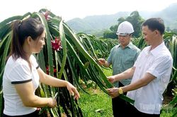 Ph&aacute;t triển kinh tế hộ ở Đồng Y&ecirc;n