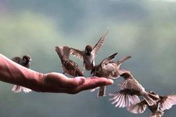 Tăng Ni và Phật tử không đặt hàng, thu gom hoặc đặt mua trước số lượng lớn động vật để phóng sinh