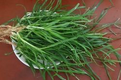 Loại cỏ mọc đầy bờ ruộng, ven đường: Tưởng bỏ đi nhưng lại là vị thuốc được dùng từ lâu