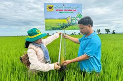 Cải tạo đất đầu vụ, chủ động hạn chế ngộ độc ph&egrave;n cho l&uacute;a