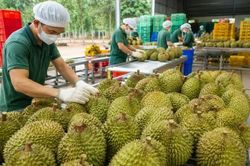 Sầu ri&ecirc;ng Việt Nam: Kh&ocirc;ng mở rộng diện t&iacute;ch, chuyển trọng t&acirc;m sang chất lượng