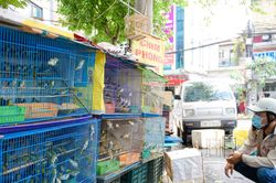 GHPG Việt Nam đề nghị không đặt hàng, thu gom động vật để phóng sinh mùa Vu Lan