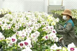 Những 'doanh nh&acirc;n &aacute;o n&acirc;u' tr&ecirc;n v&ugrave;ng đất Đan Phượng