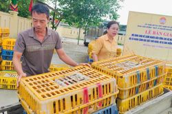 Trao sinh kế, mở hướng thoát nghèo bền vững