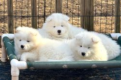 Chú chó bên Taylor Swift gây sốt, Samoyed được săn đón