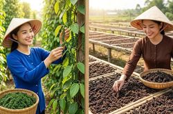Giá hồ tiêu hôm nay 19.8.2026 đứng giá tại các vùng trọng điểm