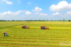 Cần Thơ tổ chức Festival Quốc tế Lúa gạo Việt Nam lần thứ II năm 2026