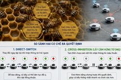 Thuật toán lấy cảm hứng từ loài ong giúp điều khiển đàn robot