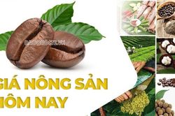 Gi&aacute; n&ocirc;ng sản h&ocirc;m nay 19/8/2026: Gi&aacute; c&agrave; ph&ecirc; tăng n&oacute;ng, t&acirc;m l&yacute; t&iacute;ch cực đ&atilde; trở lại; Mỹ 'xuống thang' ho&atilde;n &aacute;p thuế 50% l&ecirc;n h&agrave;ng Canada