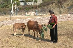 Rời vùng sạt lở, sinh kế có theo người dân đến nơi ở mới?