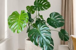 Top 3 cây decor 'hot trend' trên mạng xã hội hiện nay