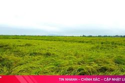 Hơn 430 ha lúa hè thu bị ngã, đổ do mưa lớn ở Hà Tĩnh