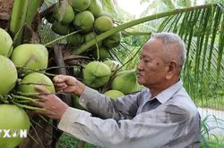 Tăng chuỗi giá trị sản phẩm từ ngành hàng dừa