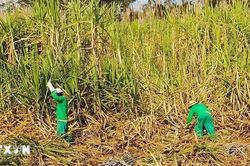 Hiện tượng El Nino 'phủ bóng' thời tiết khu vực Mỹ Latinh-Caribe
