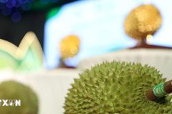 Giao thương, kết nối hợp tác chuỗi cung ứng sầu riêng Việt Nam và Trung Quốc