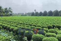 Vĩnh Long: Nhân rộng mô hình trồng hoa sử dụng giống nuôi cấy mô