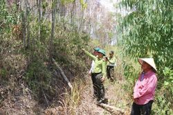 Rừng keo chết kh&ocirc;, Quảng Ng&atilde;i cảnh b&aacute;o ch&aacute;y rừng cấp cực kỳ nguy hiểm