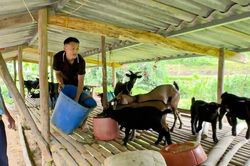 Đảng vi&ecirc;n trẻ v&ugrave;ng cao ti&ecirc;n phong mở lối tho&aacute;t ngh&egrave;o