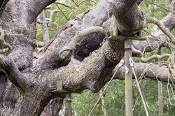 Nắng nóng cực đoan đe dọa những cây cổ thụ nổi tiếng và lâu đời nhất châu Âu