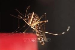 Pháp tăng cường chống dịch chikungunya