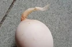 Quả trứng gà kỳ lạ mọc 'đuôi' dài 5 cm