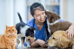 Người nuôi chi nhiều hơn, thị trường thú cưng đổi cách bán