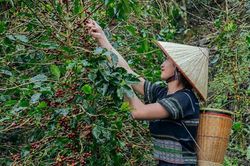 Cà phê Lâm Đồng cần một đầu mối đủ sức kết nối chuỗi giá trị
