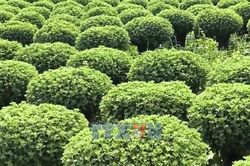 Vĩnh Long: Nhân rộng mô hình trồng hoa sử dụng giống nuôi cấy mô