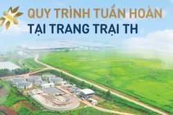 Tuần hoàn 'biến chất thải thành vàng' tại cụm trang trại bò sữa quy mô hàng đầu thế giới