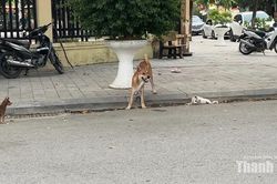 Phạt tới 2 triệu đồng, vẫn còn tình trạng chó thả rông không rọ mõm