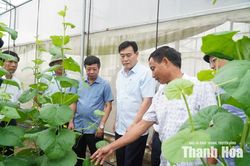 Giám sát tích tụ, tập trung đất đai trong sản xuất nông nghiệp tại xã Thiệu Hóa