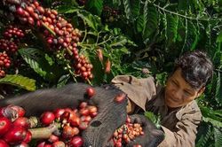 Gi&aacute; c&agrave; ph&ecirc; h&ocirc;m nay 19/8/2026: Arabica tăng 5,3%, trong nước tiến s&aacute;t 100.000 đồng/kg
