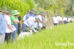 Đưa nhiều giống lúa mới của Đại học Cần Thơ vào sản xuất đại trà