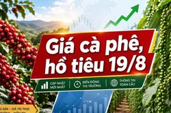 Gi&aacute; c&agrave; ph&ecirc;, hồ ti&ecirc;u h&ocirc;m nay 19/8: C&agrave; ph&ecirc; tăng 1.500 đồng/kg
