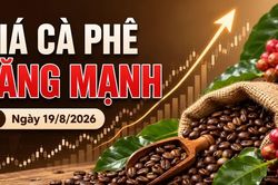 Giá cà phê hôm nay 19/8 bật tăng 1.800 đồng/kg, thế giới tăng mạnh