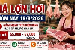 Giá lợn hơi hôm nay 19/8/2026 giảm sâu, mức 58.000 đồng/kg biến mất