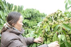 Bước chuyển trong công nhận cây đầu dòng