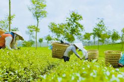 Hồi sinh l&agrave;ng nghề thủ c&ocirc;ng tr&agrave; hương B'Lao